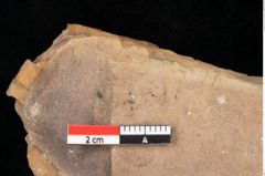 Foto (Detailsansicht) von Quercus palaeoilex Ettingshausen (NHMW-GEO-2024-0188-0792)